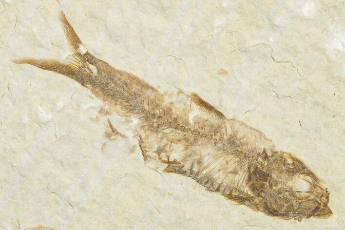 Juvenile Fossil Fish (Knightia) - Wyoming #346020